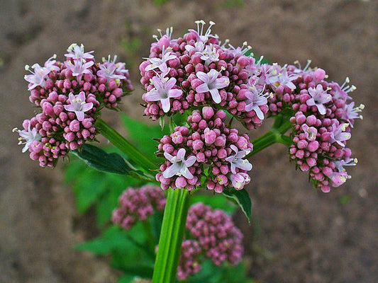 640px-Valeriana_officinalis_002