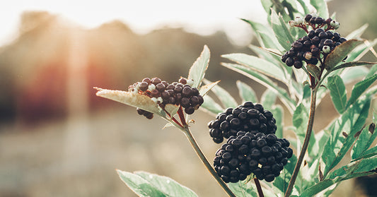 elderberry for immunity FI