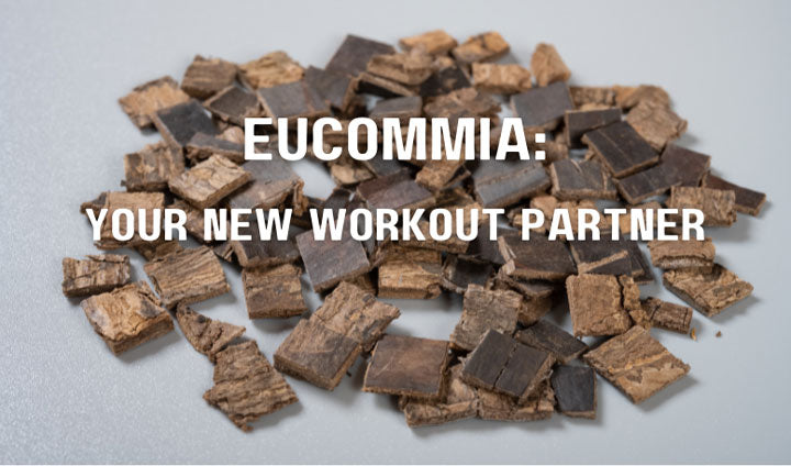 eucommia bark eucommia tincture FI