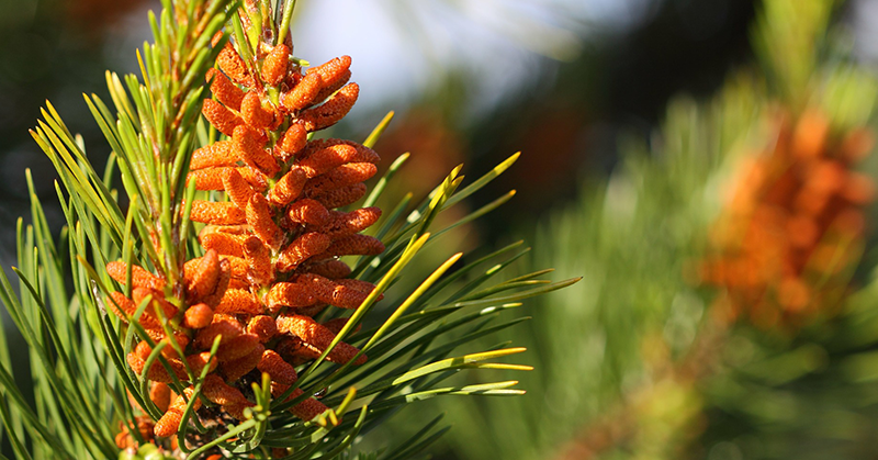 Research Confirms: Pine Pollen Is A Natural Aphrodisiac!
