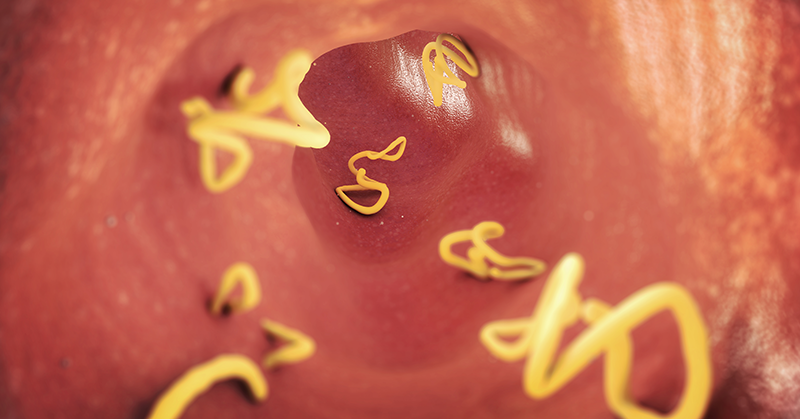 Stomach Parasites: What's Eating You From The Inside?