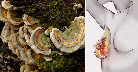 Turkey Tail Mushrooms: 6 Benefits & Uses