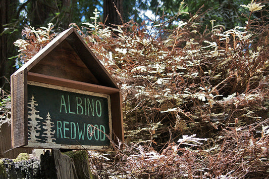 albino-redwood-sign