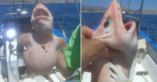 alien shark FI