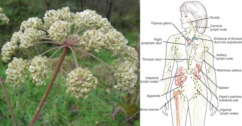 Angelica Essential Oil: 12 Health Uses