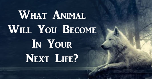 animal become FI