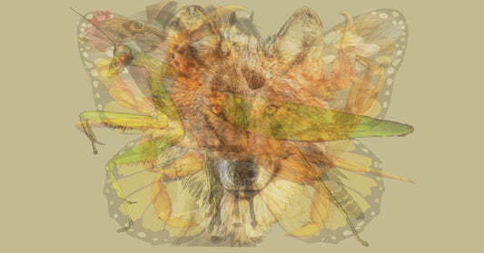 animal dominant personality FI