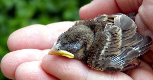 baby bird ground FI