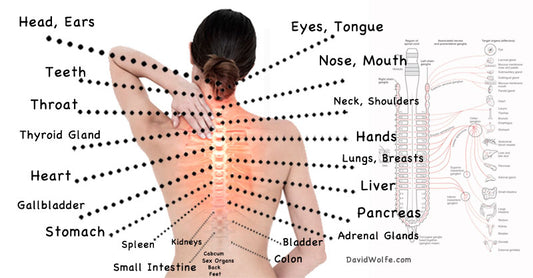 back-diagram-SSDW