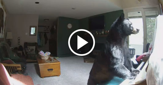 bear piano FI