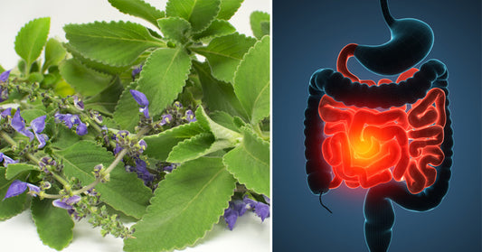Boldo Essential Oil: 10 Health Uses