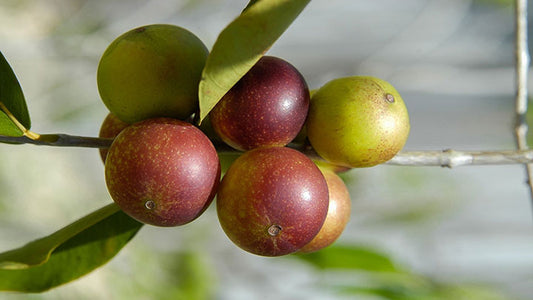 camu camu super C fruit