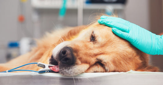 11 Symptoms Of Cancer In Dogs