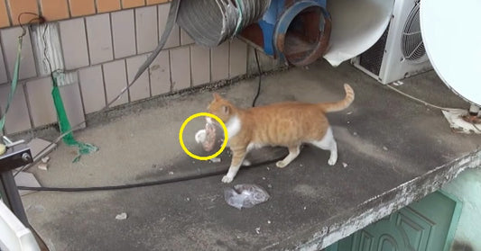 cat food bag FI