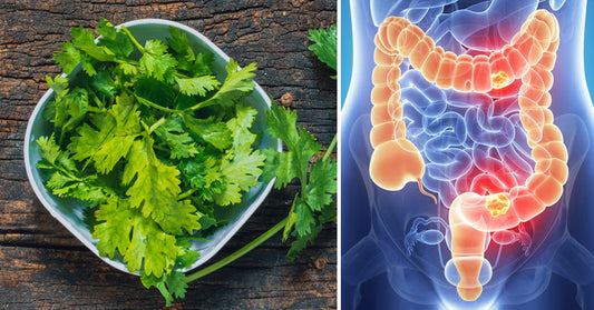 cilantro benefits FI