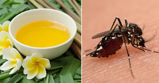 citronella oil FI