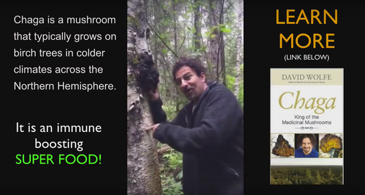 david wolfe chaga mushrooms hunt