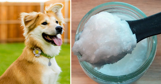 dog coconut oil FI