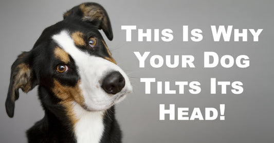 dog tilt head FI