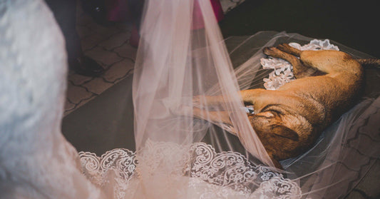 dog wedding FI