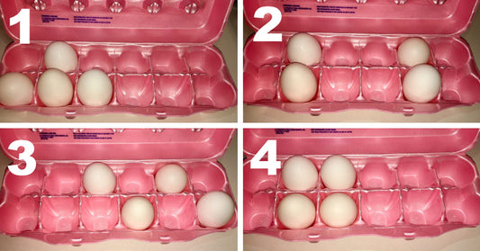 egg layout FI