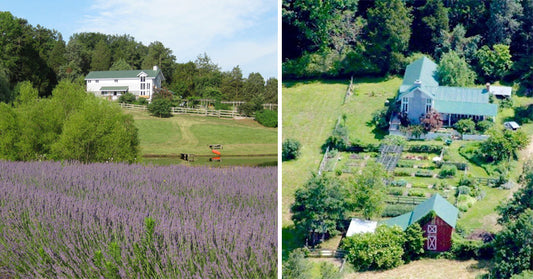 essay farm FI