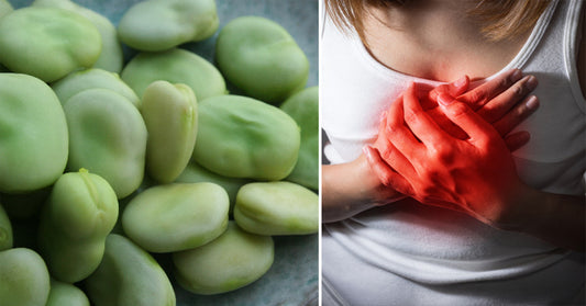 Fava Bean: 6 Benefits & Uses