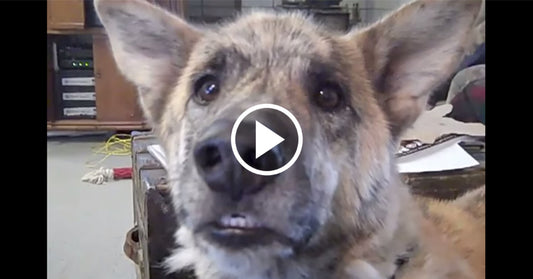 funny dog FI