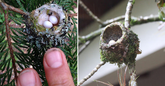 hummingbird eggs FI