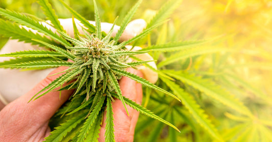 marijuana seizures FI