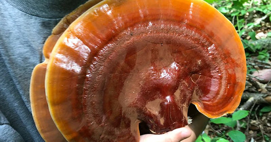 medicinal mushrooms reishi FI