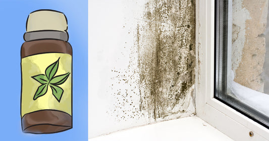 remove mold essential oil FI