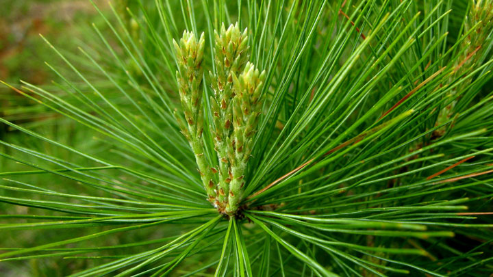 pine needles Yafet Tegene FI