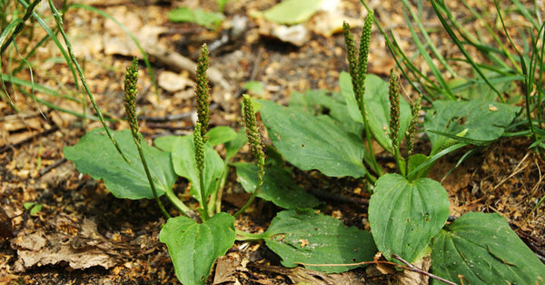 9 Unexpected Benefits & Uses Of Plantain - David Wolfe Shop