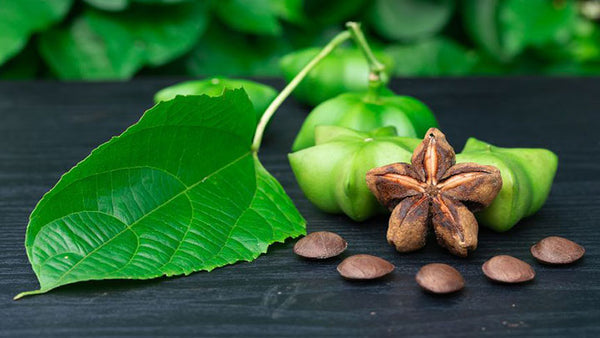 Sacha Inchi To The Rescue! - David Wolfe Shop