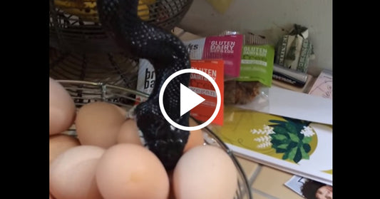 snake eggs FI