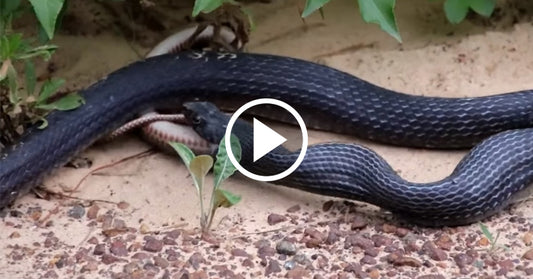 snake regurg FI