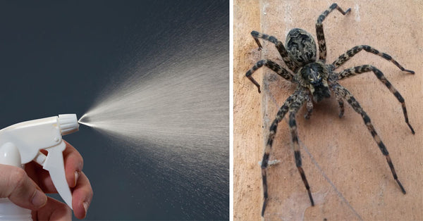 5 Tips To Keep Spiders Out Of Your Home FOREVER! - David Wolfe Shop