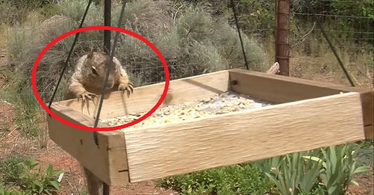 squirrel theif FI