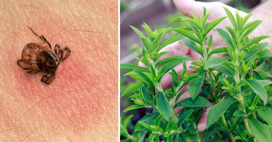 stevia lyme disease FI
