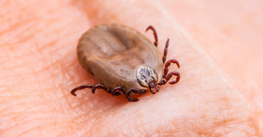 tick trick FI