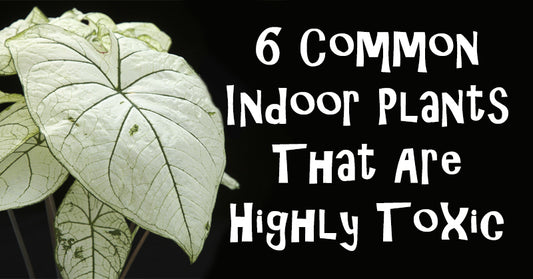 toxic house plants FI