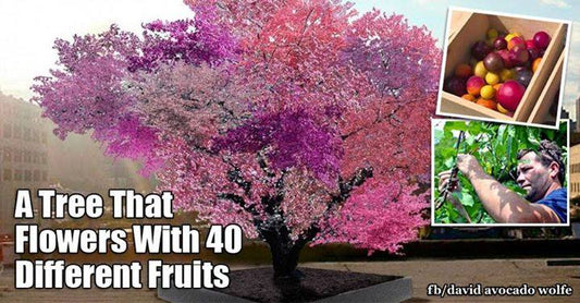 tree 40 fruits