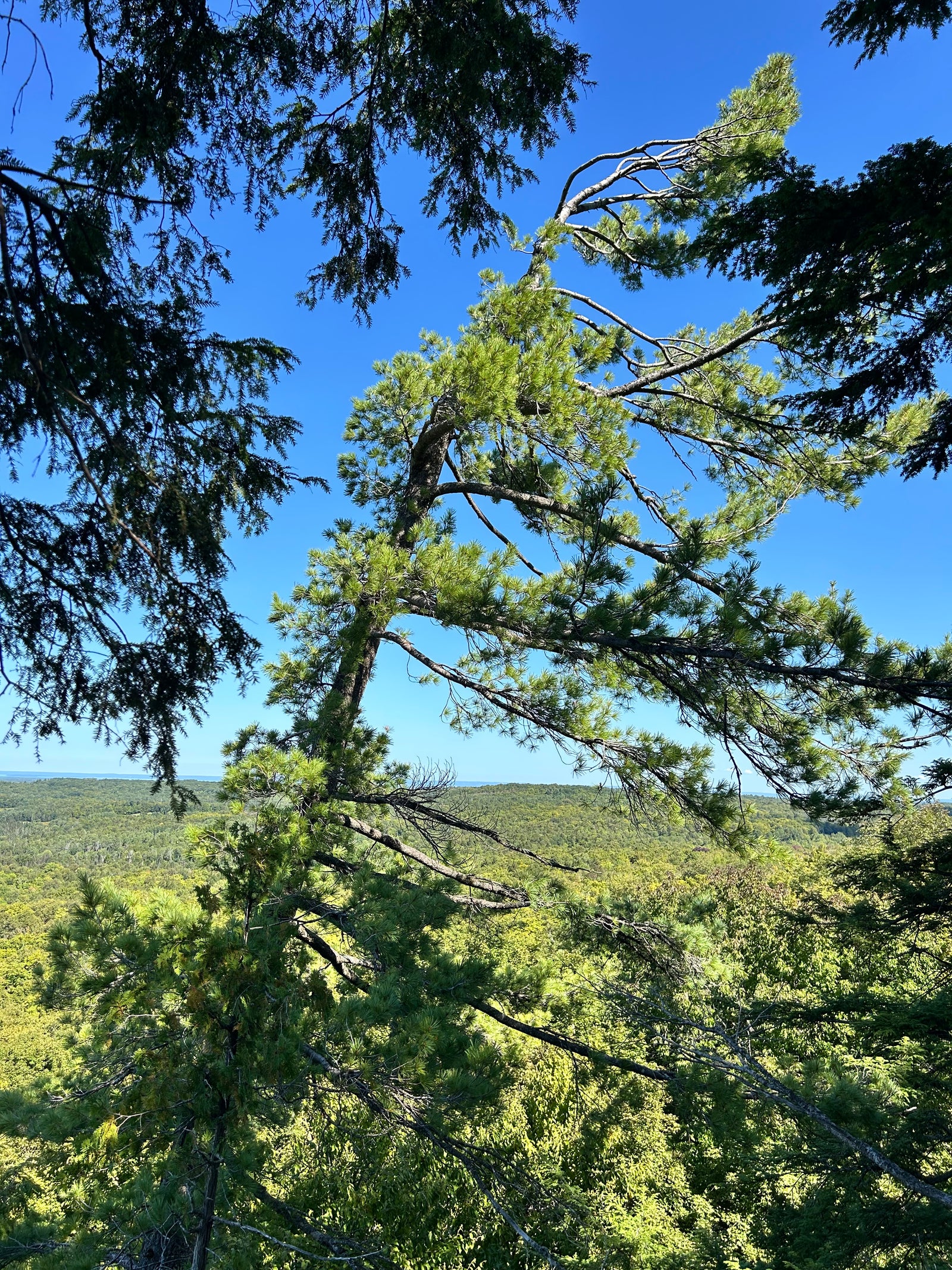 Pine Pollen Products