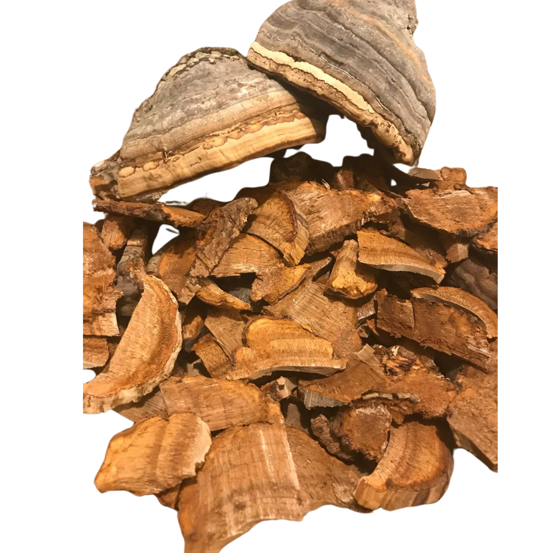 Wildcrafted Fomes Fomentarius Mushrooms from North America