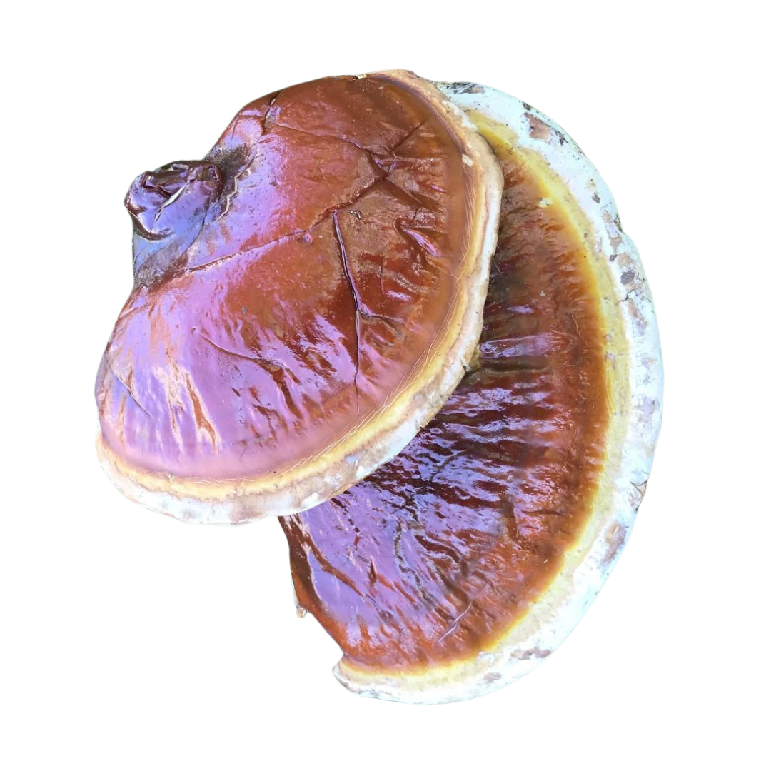 Wildcrafted Reishi Mushroom North America