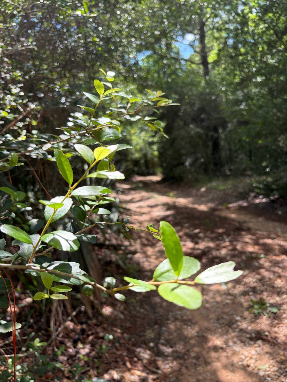 Texas Bigfoot Tea: Wild Yaupon