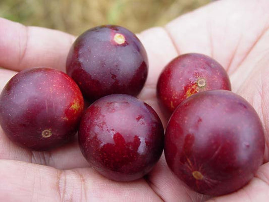 Camu Berry Powder