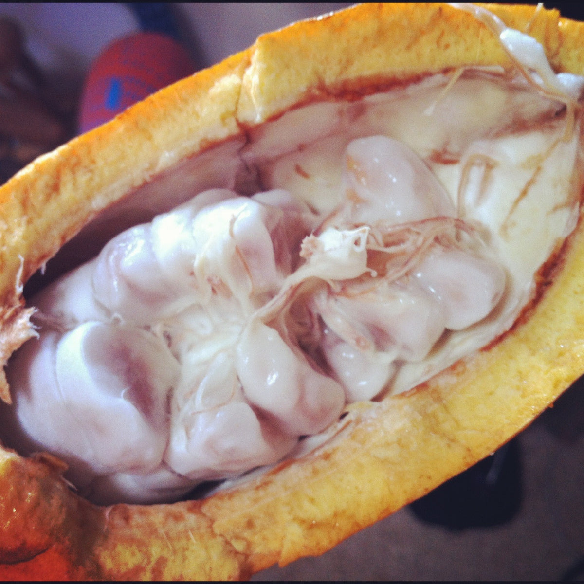 Raw Cacao Butter: Ecuadorian Arriba Nacional Upper Amazonian, 100% Organic (12 oz.)