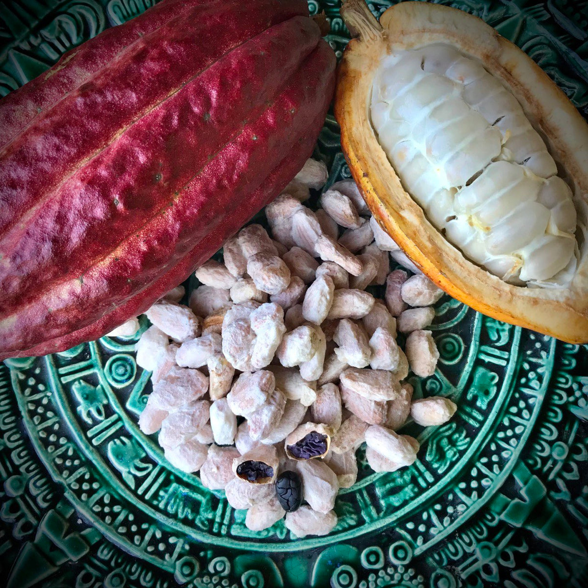NoniLand Freeze-Dried Cacao Beans with Pulp